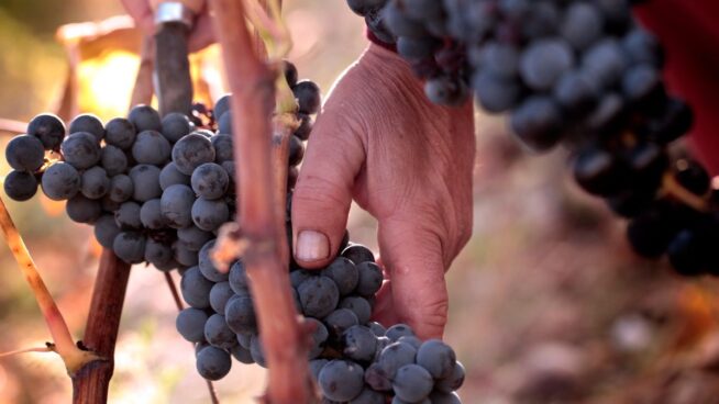 Cinco vinos tintos de Rioja por menos de 20 euros de bodegas conocidas