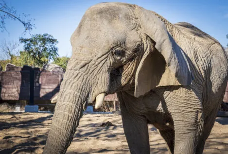 Muere en Barcelona Yoyo, la elefanta africana más longeva del mundo