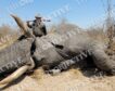 Las cacerías millonarias de Claudio Rivas: hasta 500.000 euros por un elefante en Sudáfrica