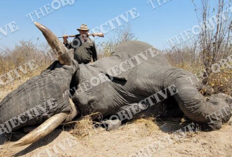 Las cacerías millonarias de Claudio Rivas: hasta 500.000 euros por un elefante en Sudáfrica