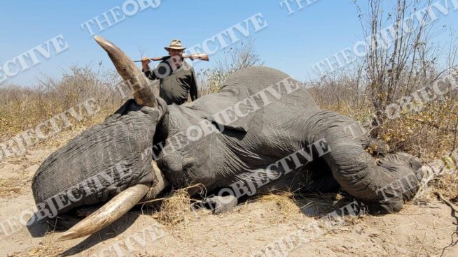 Las cacerías millonarias de Claudio Rivas: hasta 500.000 euros por un elefante en Sudáfrica