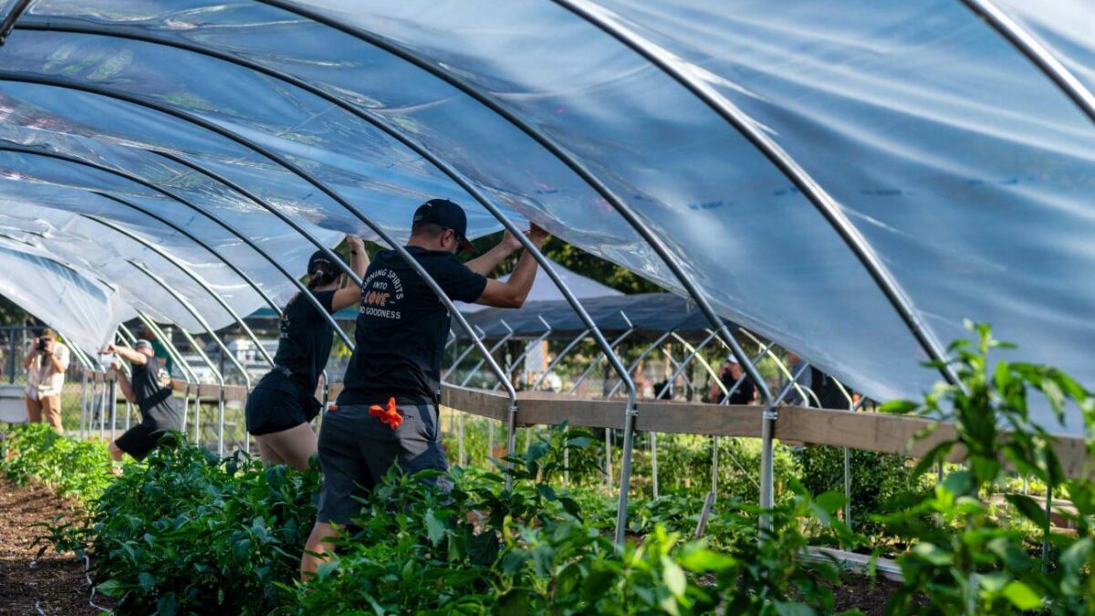 Advierten del impacto de los pesticidas en la salud de los agricultores de invernadero