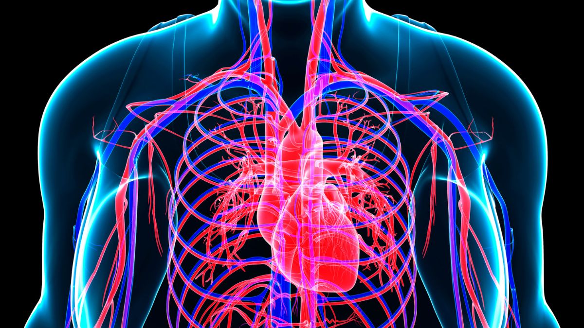 Sistema vascular: cómo mantenerlo saludable y prevenir enfermedades cardíacas