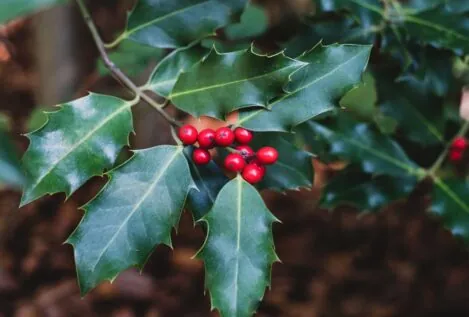 ¿Cansado de la flor de Pascua? Las seis plantas para decorar tu casa estas navidades