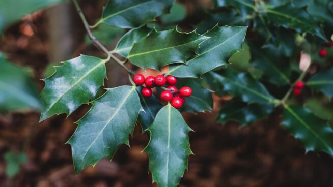 ¿Cansado de la flor de Pascua? Las seis plantas para decorar tu casa estas navidades