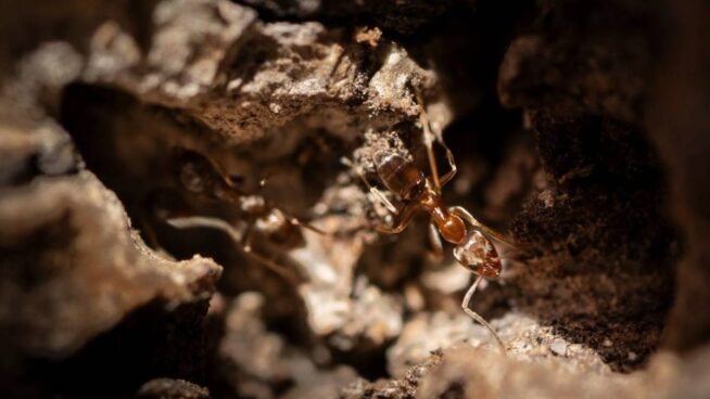 La hormiga argentina, el invasor entre los alcornoques de Doñana