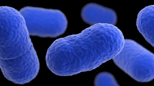 La listeriosis roza los 3.000 casos en la UE y alcanza los niveles más altos desde 2007