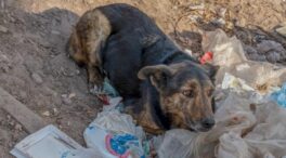 Los animalistas denuncian que Marruecos «extermina» perros callejeros antes del Mundial