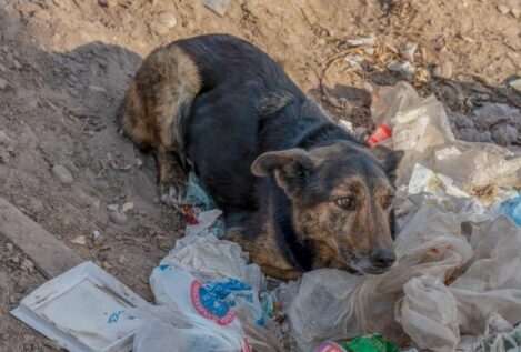 Los animalistas denuncian que Marruecos «extermina» perros callejeros antes del Mundial