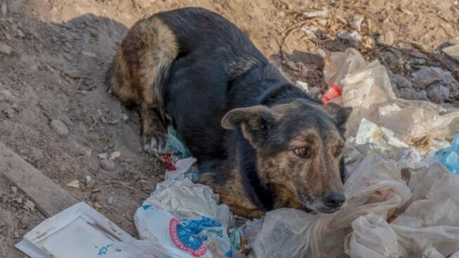 Los animalistas denuncian que Marruecos «extermina» perros callejeros antes del Mundial