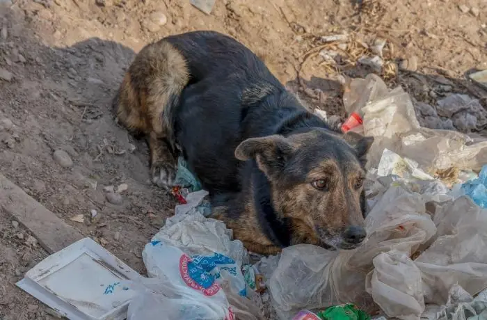 Los animalistas denuncian que Marruecos «extermina» perros callejeros antes del Mundial