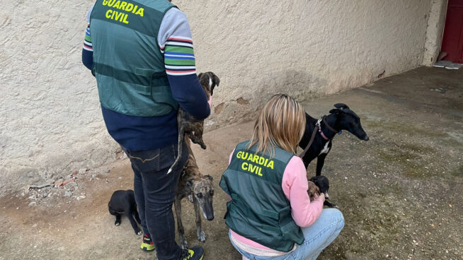 Investigan a trece implicados por la oleada de robos de galgos a finales de 2023 en Zamora