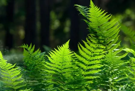 ¿Qué son las plantas vasculares?