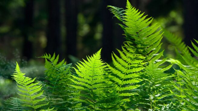 ¿Qué son las plantas vasculares?