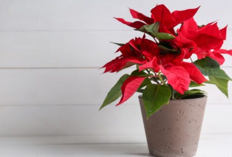 Ni podar, ni fertilizar: el truco para mantener la flor de Pascua con las flores rojas todo el año