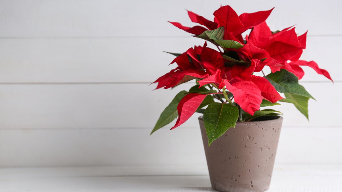 Ni podar, ni fertilizar: el truco para mantener la flor de Pascua con las flores rojas todo el año