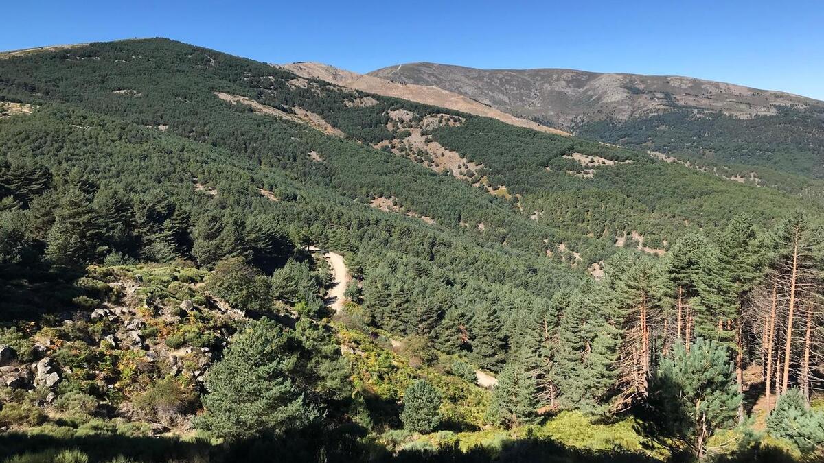 Castilla y León se adapta al cambio climático con la plataforma digital ‘FITOCLIM’