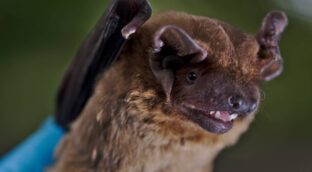 Los murciélagos migratorios ‘surfean’ los vientos de las tormentas para ahorrar energía