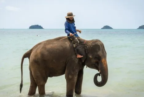 Muere una turista española al ser atacada por un elefante en Tailandia