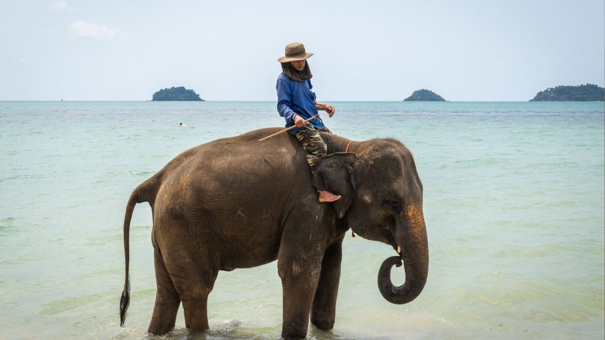 Muere una turista española al ser atacada por un elefante en Tailandia