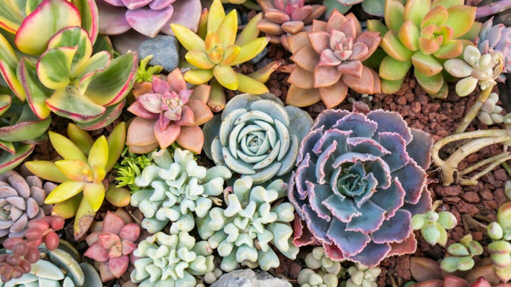 Plantas gimnospermas: (Canva)