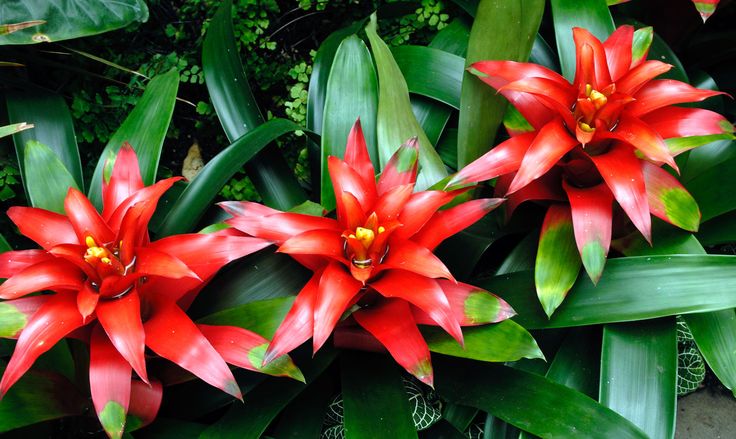 Guzmania: (Pinterest)