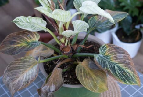 Las hojas de tus plantas están marrones: cuál es el motivo y cómo cuidarlas