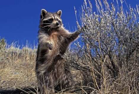 España detecta en los últimos diez años un total de 199 nuevas especies invasoras
