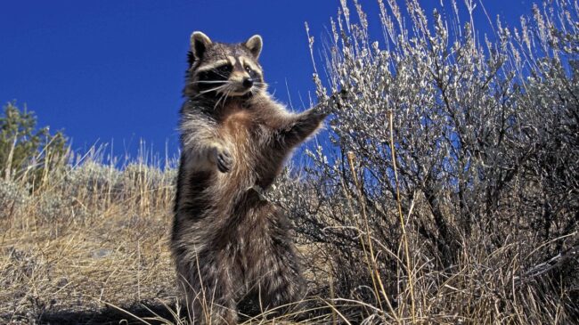 España detecta en los últimos diez años un total de 199 nuevas especies invasoras