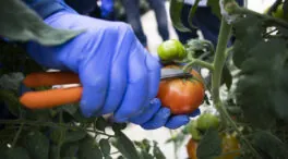 Agricultores andaluces denuncian un fraude de 71 millones con tomate marroquí importado