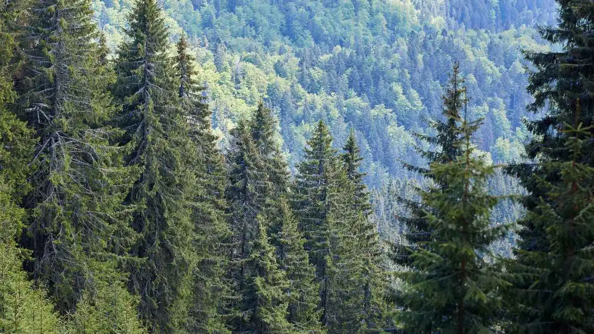 La diferencia entre las plantas gimnospermas y angiospermas