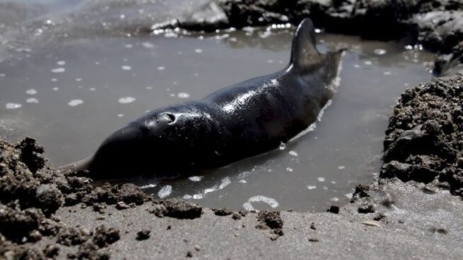Franciscana: el cetáceo que ha aparecido en la costa atlántica y está en peligro de extinción