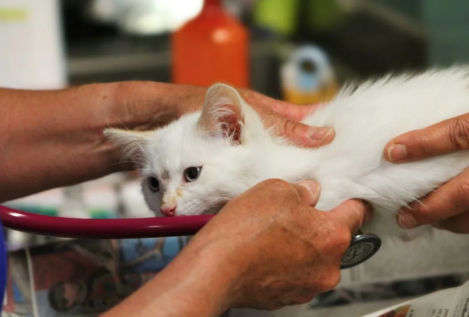 El Gobierno ofrece veterinario gratis o a bajo coste para personas vulnerables con mascotas