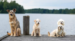 Los cráneos de la mayoría de las razas de perro son similares