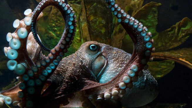 Un sistema nervioso segmentado da a los pulpos su increíble destreza con los tentáculos