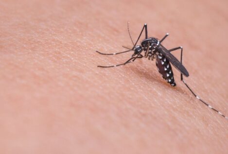 Dengue: cuáles son sus síntomas, cómo se contagia y cuánto dura esta enfermedad