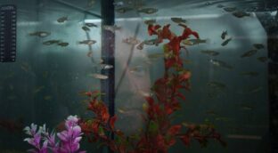 La inteligencia es sexy y ayuda a encontrar pareja y tener hijos, al menos en los peces