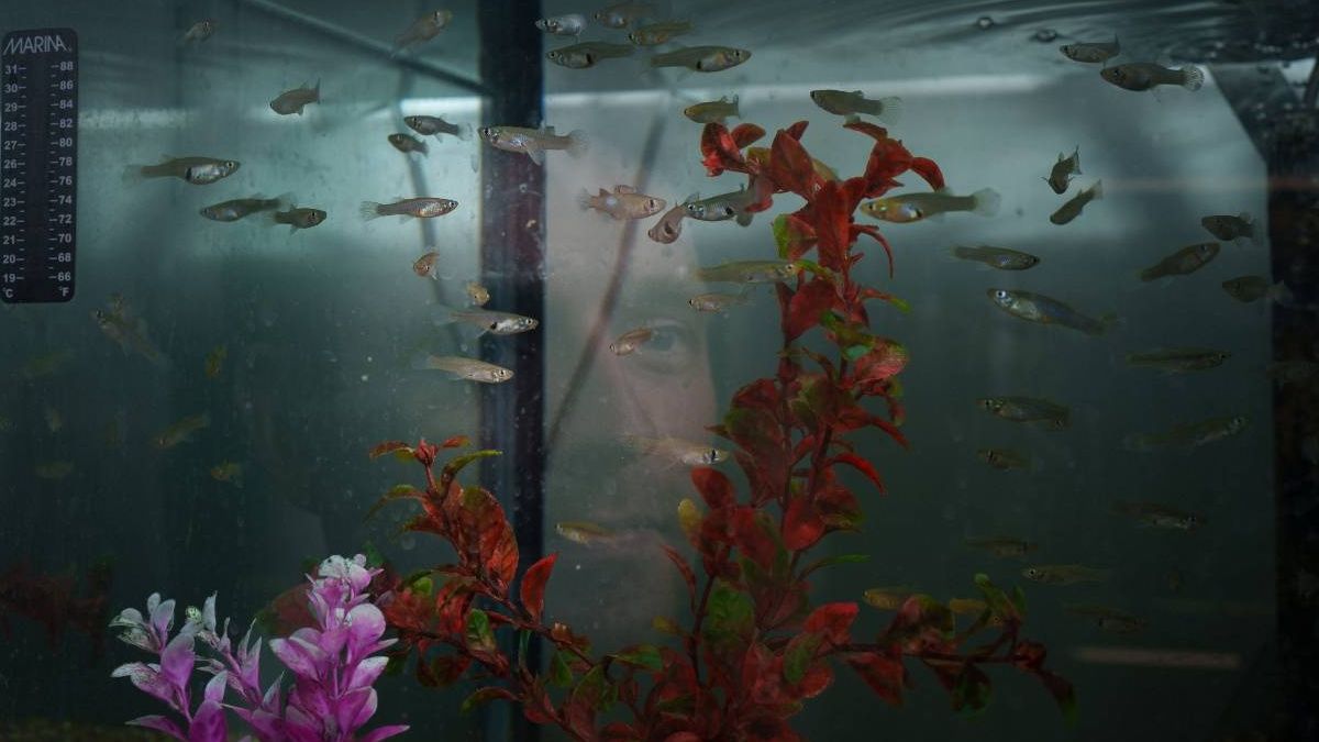 La inteligencia es sexy y ayuda a encontrar pareja y tener hijos, al menos en los peces