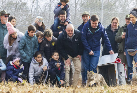 Mañueco lidera la reintroducción del lince ibérico en Castilla y León