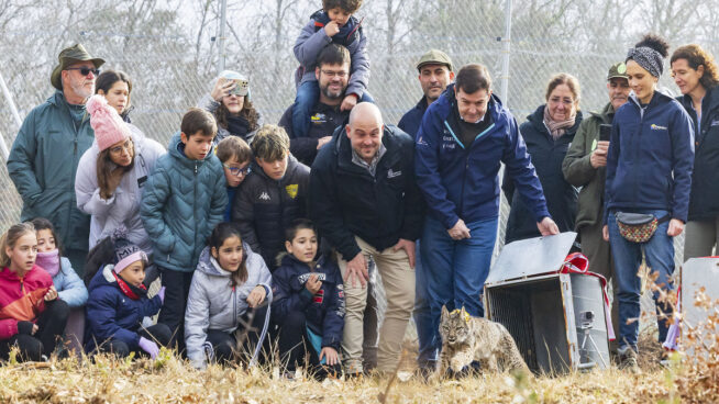 Mañueco lidera la reintroducción del lince ibérico en Castilla y León