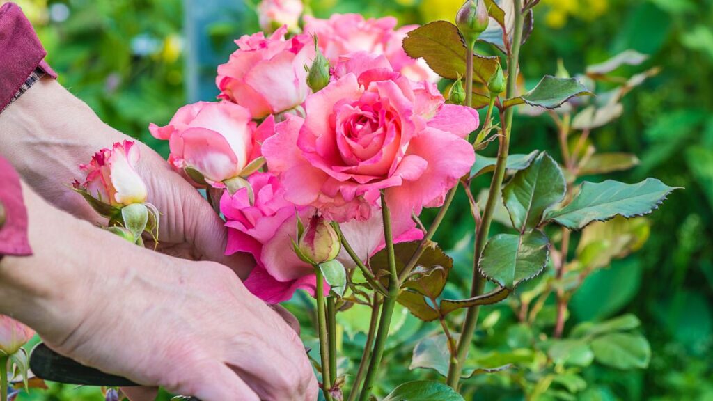 Rosal: (Canva)