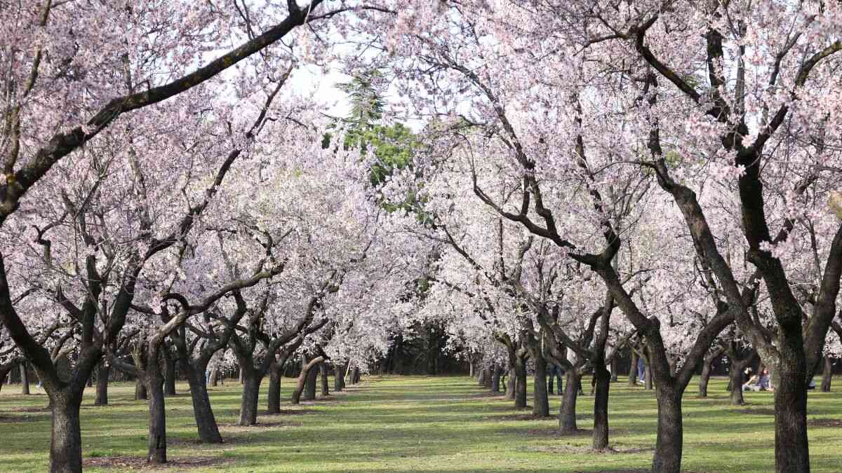 Cuándo florecen los almendros y cuál es el mejor lugar para verlos en Madrid