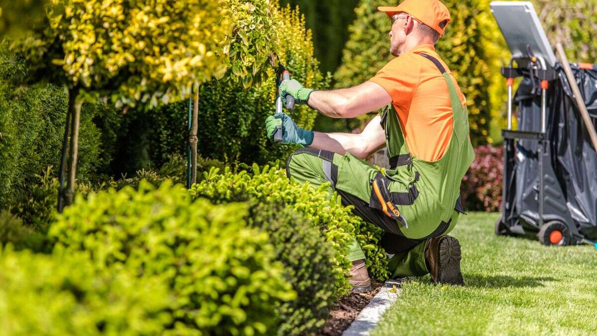 Ni bicarbonato, ni vinagre: así eliminan los jardineros la cochinilla de las plantas
