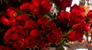 Ecuador y Colombia acaparan el 90% de las ventas andaluzas de rosas en San Valentín