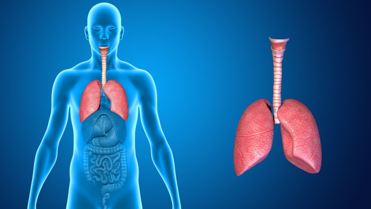 Cómo limpiar los pulmones de forma natural:  trucos fáciles para mejorar la respiración