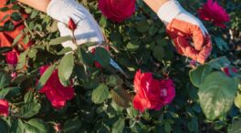 Cómo y cuándo podar rosales para garantizar una floración abundante y saludable