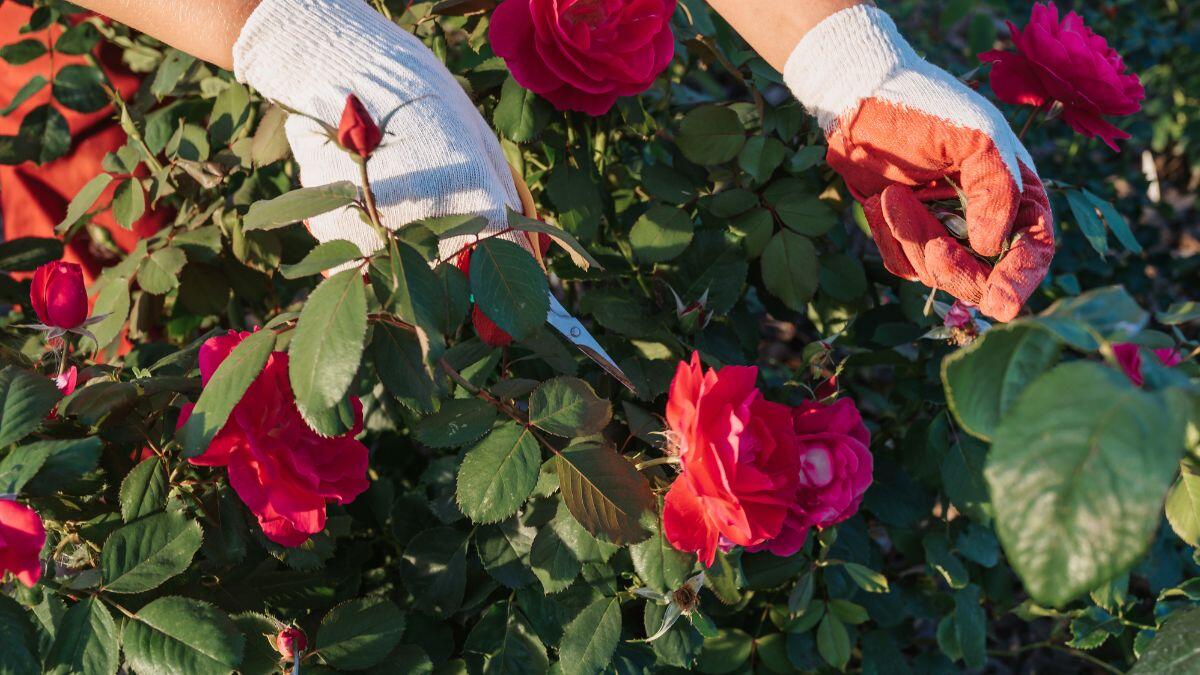 Cómo y cuándo podar rosales para garantizar una floración abundante y saludable