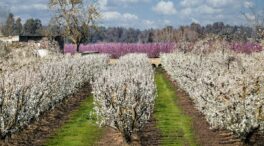 Entre Mérida y Badajoz: El pueblo de las flores donde comer unas ricas migas extremeñas