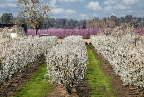 Entre Mérida y Badajoz: El pueblo de las flores donde comer unas ricas migas extremeñas