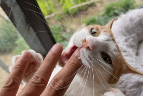 El truco viral del influencer Carliyo para que tu gato deje de morder: un método sencillo